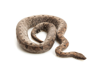 Solomon Island Ground Boa