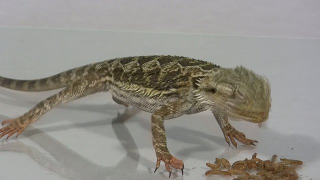 Bartagame beim Fressen