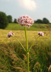 Valeriana officinalis, Baldrian