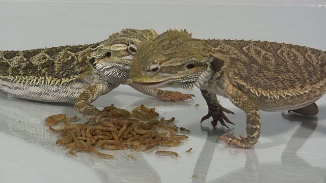 Bartagame beim Fressen