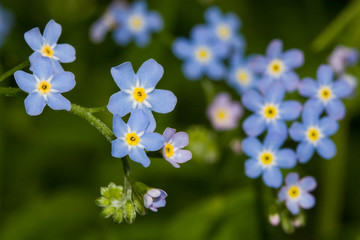 myosotis. forget-me-not background