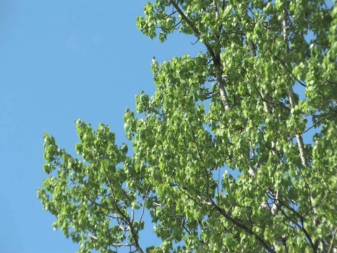 As the wind blows the Trembling Aspen leave shimmer and tremble