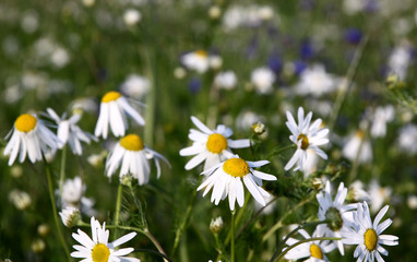 Fototapeta premium camomile field