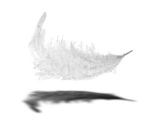 white feather with shadow