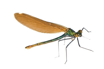 green dragonfly on white