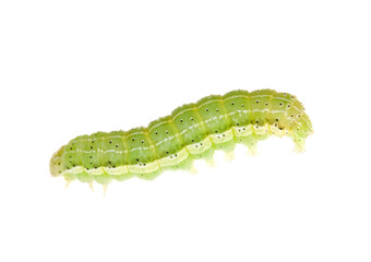 Obraz premium green caterpillar