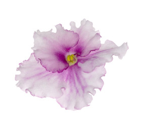 pink and white isolated violet