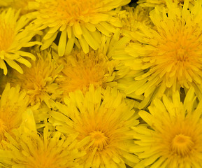 background wih yellow dandelions