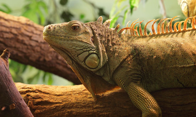 iguana