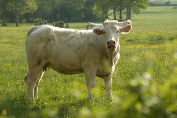 Fototapeta premium Charolais Kuh