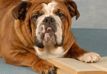 english bulldog mulling over the pages of a novel