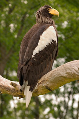 Riesenseeadler