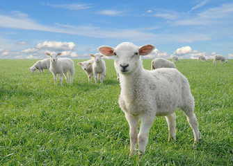 cute little lambs - 14904372