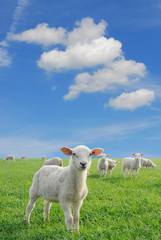 lambs new - 14904396