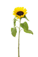 Sunflower 3
