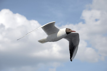 Seagull In Flight one