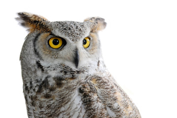 canadian owl