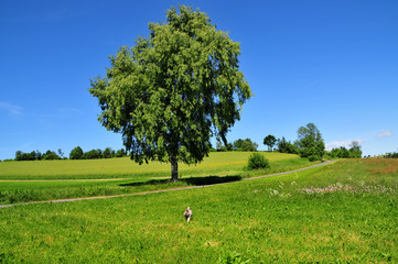 Landschaft Baum Hund