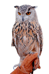 siberian owl