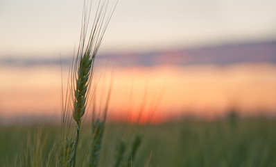Fototapeta premium Wheat and sunset