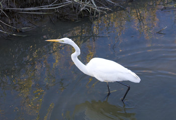 Snowy Egret in Pond