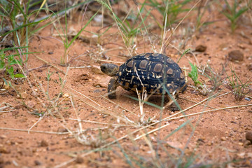 Leopardenschildkröte