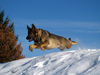 Fliegender Hund