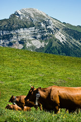 Vache alpine