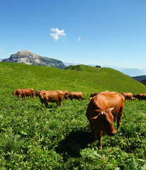 Obraz premium Vache alpine