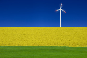 Rapsfeld