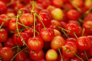 サクランボの収穫