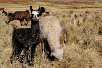 Obraz premium bolivia