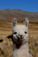 bolivia © africa