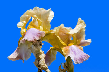 fleur : iris