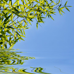 bamboo