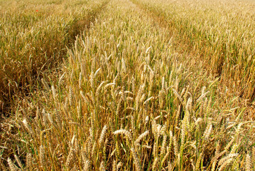 wheat field