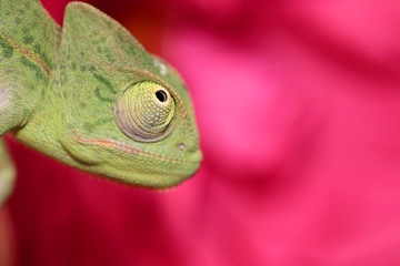 chameleon © Taboga
