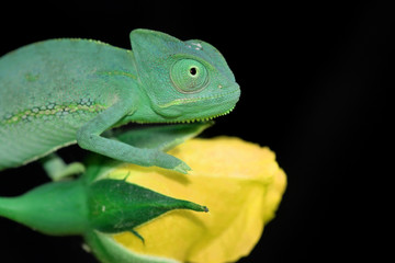 Fototapeta premium chameleon and yellow rose