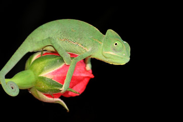 chameleon and rose