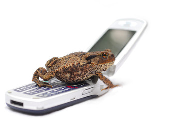 frog phone