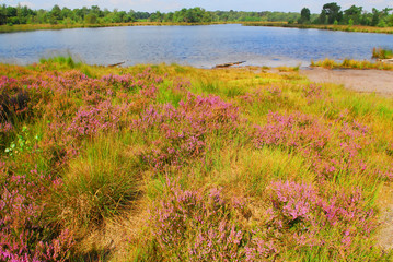 lake and heather © dzain