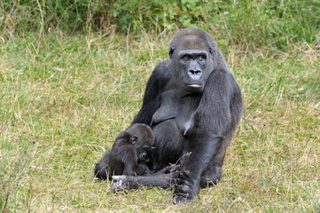 Gorille et son petit