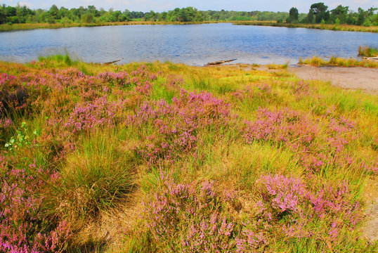 lake and heather