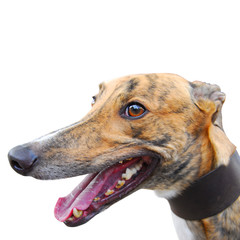 greyhound - 14912752