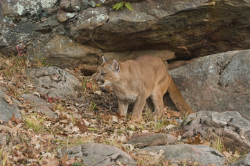 Fototapeta na wymiar Cougar