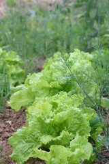 Salat und Kr&auml;uterbeet