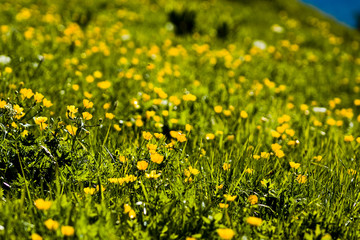 Paysage alpin (Charmant Som)