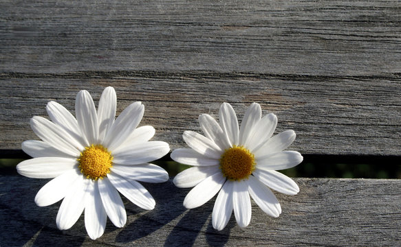 Margeriten