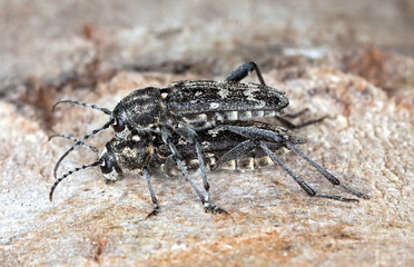 Mating Gray tiger longicorn (Xylotrechus rusticus)