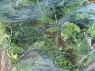 Gemüseanbau unter Schutzfolie